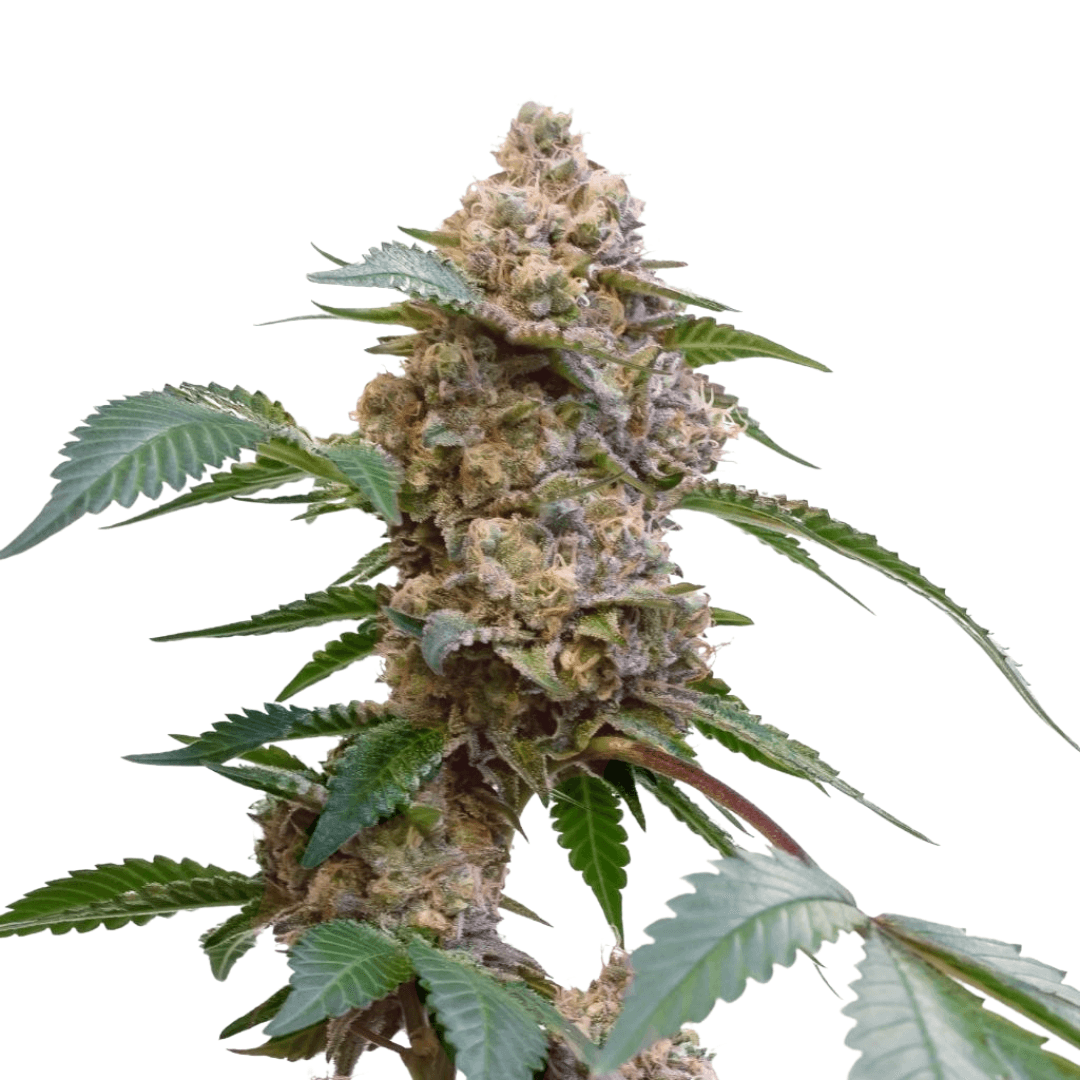 Cannabis der Sorte Pink OG Kush