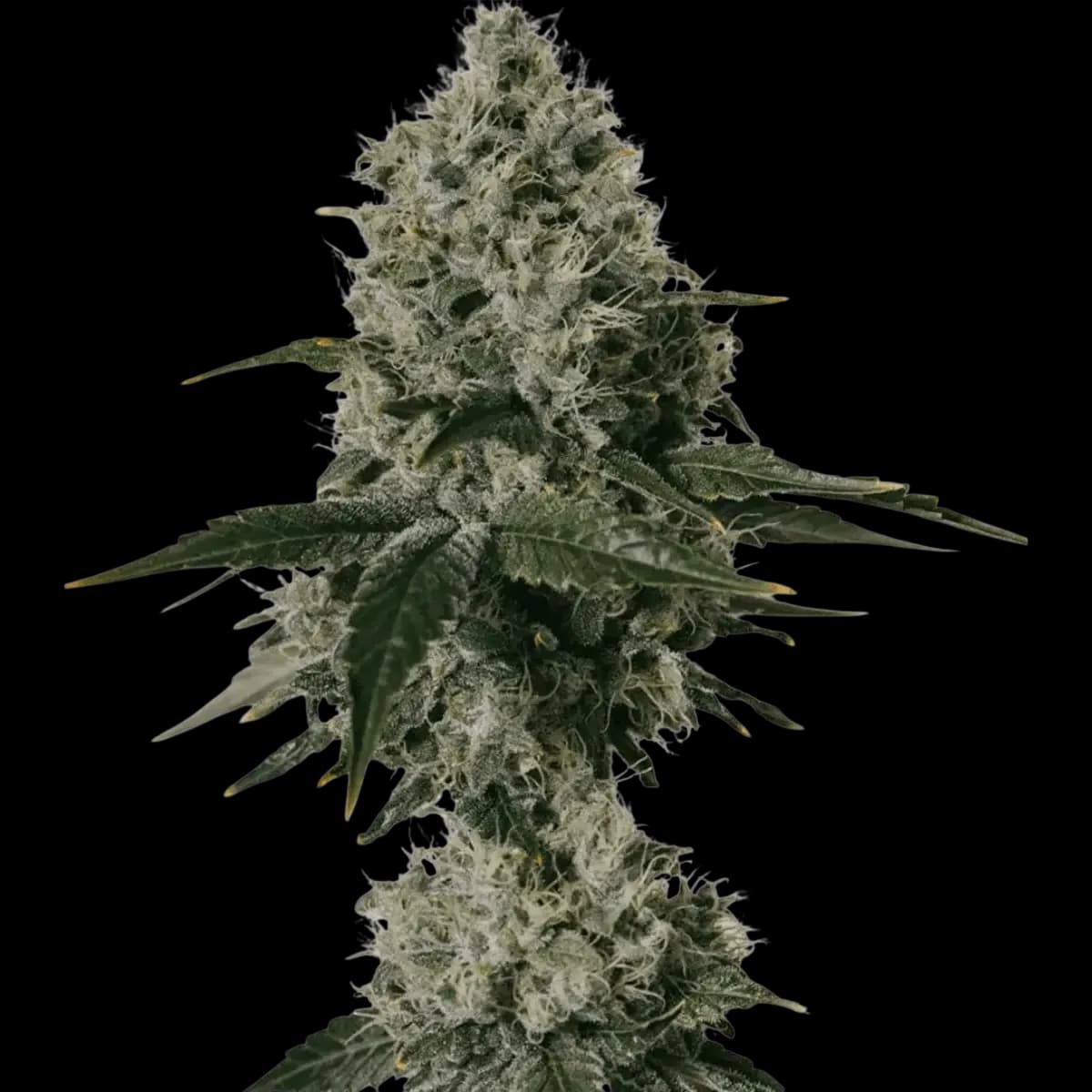 Cannabis der Sorte Plum x OG Kush