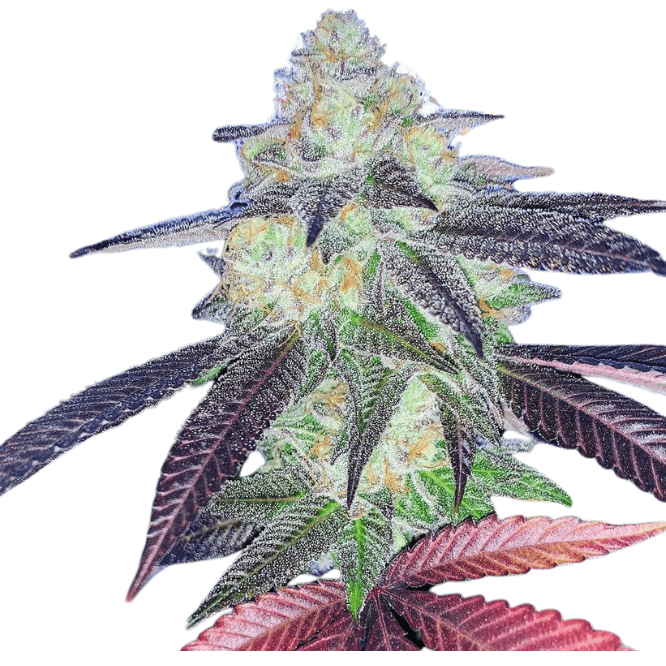 Cannabis der Sorte Purple Dog Bud