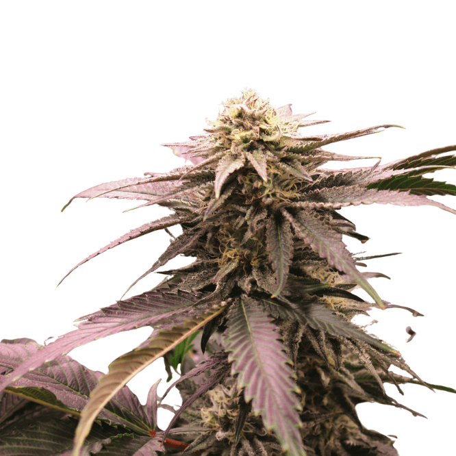 Cannabis der Sorte Queen SanG