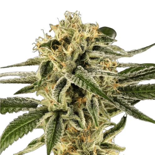 Cannabis der Sorte Sirius