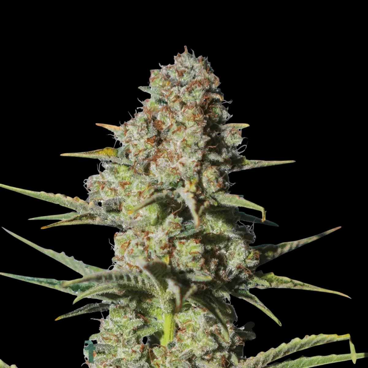 Cannabis der Sorte Skunk x Afghani Kush