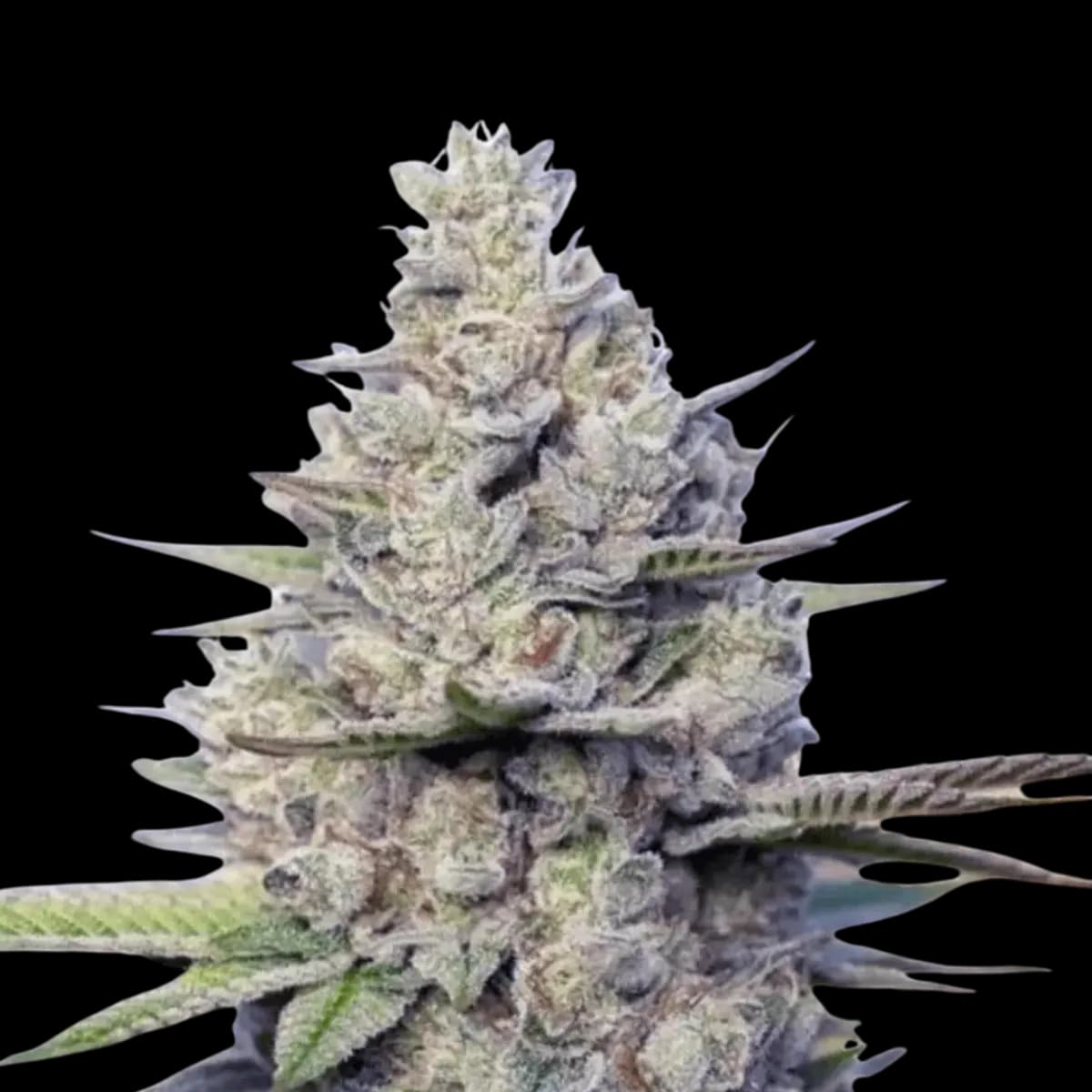 Cannabis der Sorte Sour Sundae