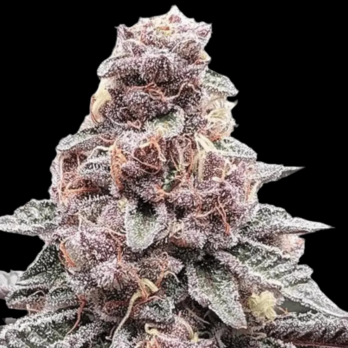 Cannabis der Sorte Tropic Smash