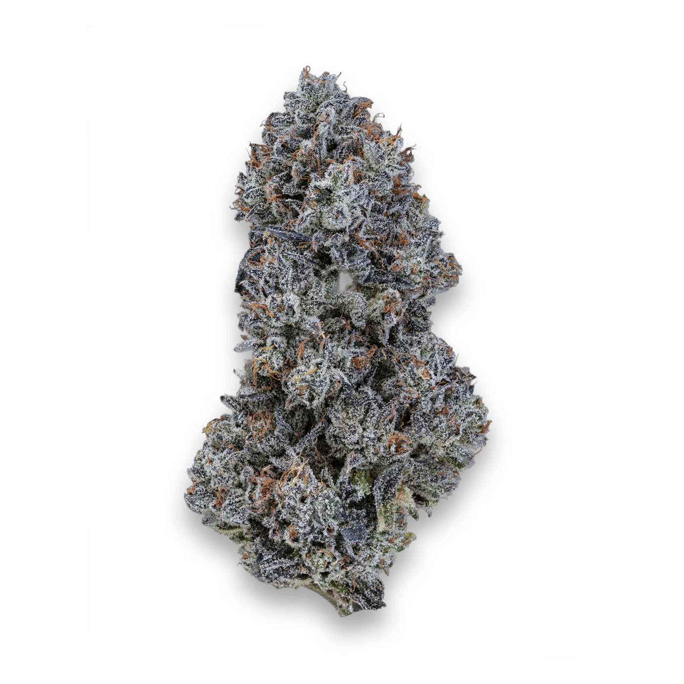 Cannabis der Sorte Tropical Orange