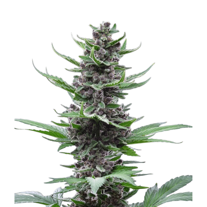 Cannabis der Sorte Tropicana Cookies