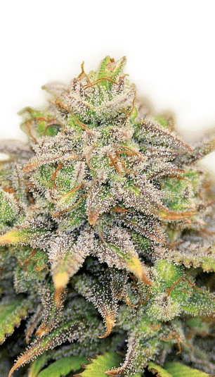 Cannabis der Sorte Warlock CBD