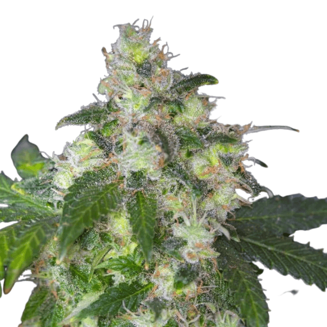 Cannabis der Sorte White Widow