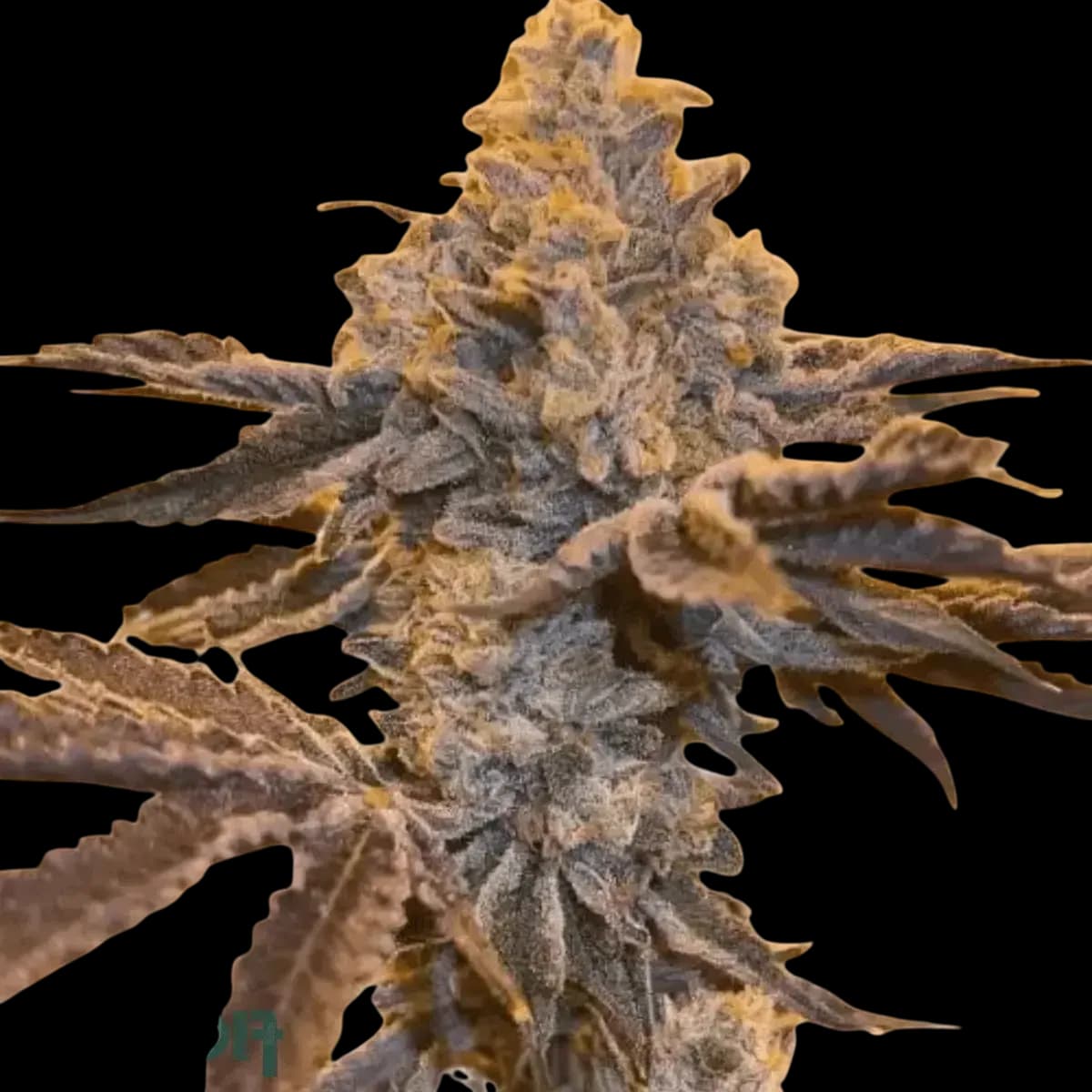 Cannabis der Sorte Zkittlez Pie