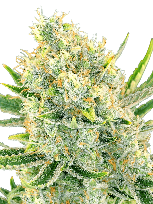 Cannabis der Sorte Zour Apple