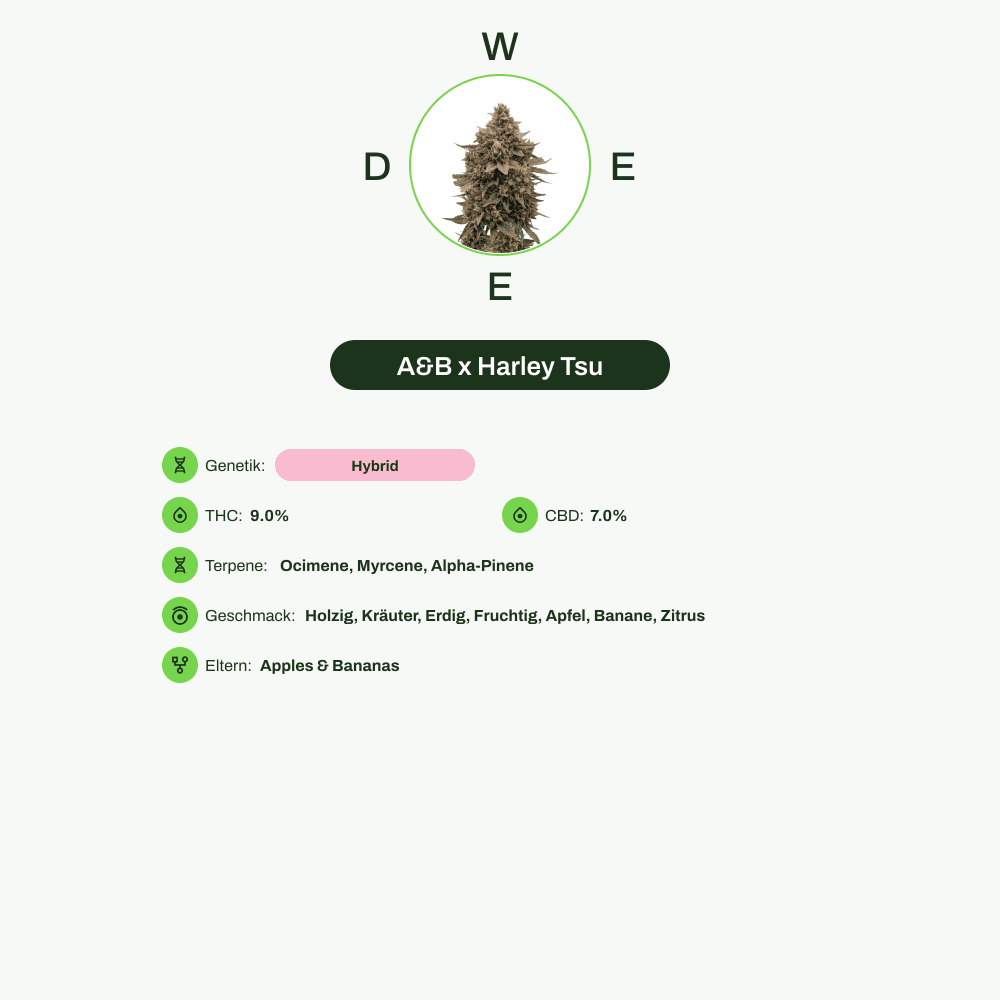 Infografik über THC-Gehalt, CBD-Gehalt, Terpene, Wirkungen, Geschmack von A&B x Harley Tsu