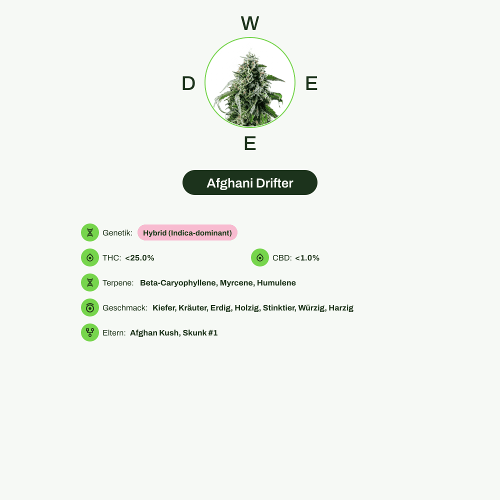 Infografik über THC-Gehalt, CBD-Gehalt, Terpene, Wirkungen, Geschmack von Afghani Drifter