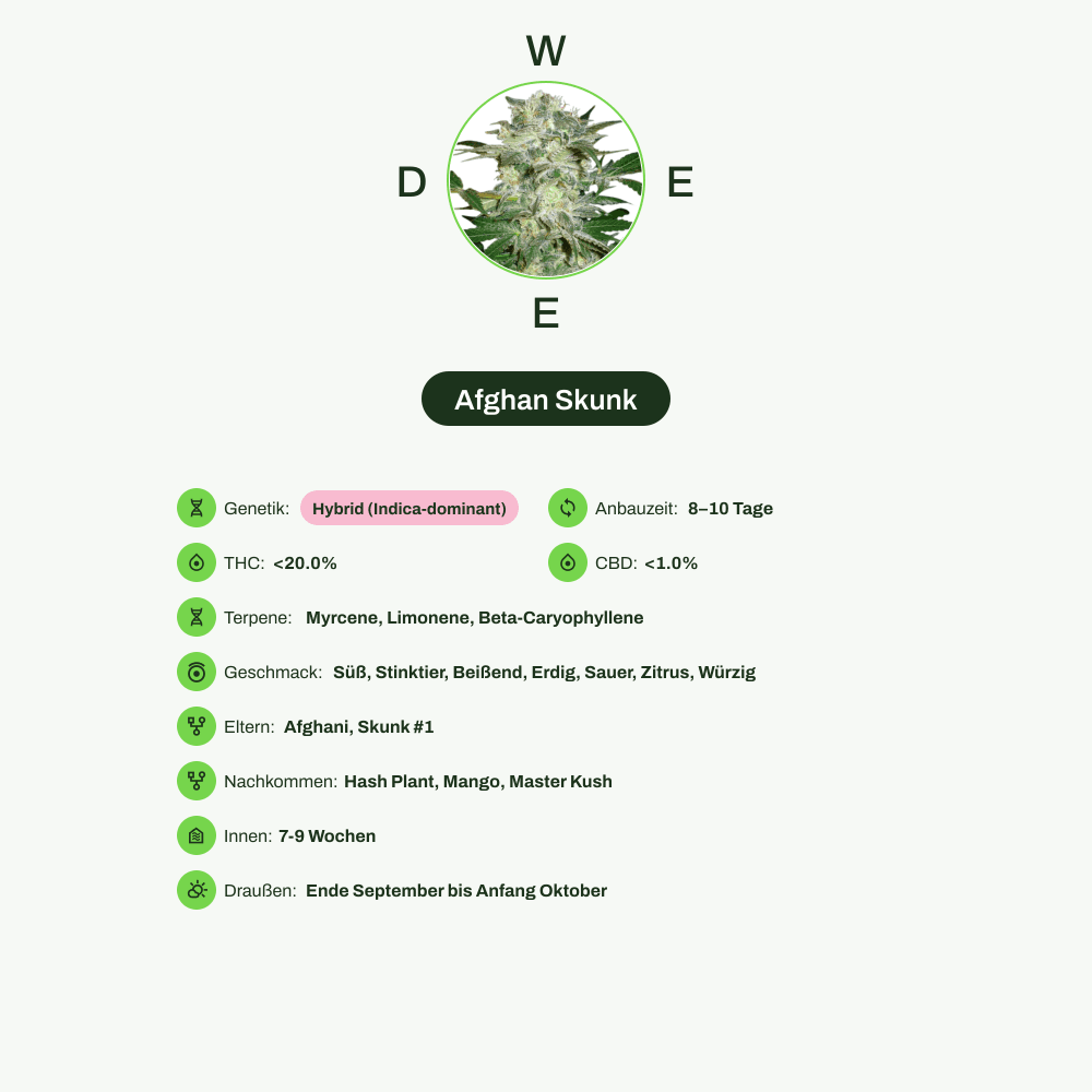 Infografik über THC-Gehalt, CBD-Gehalt, Terpene, Wirkungen, Geschmack von Afghan Skunk