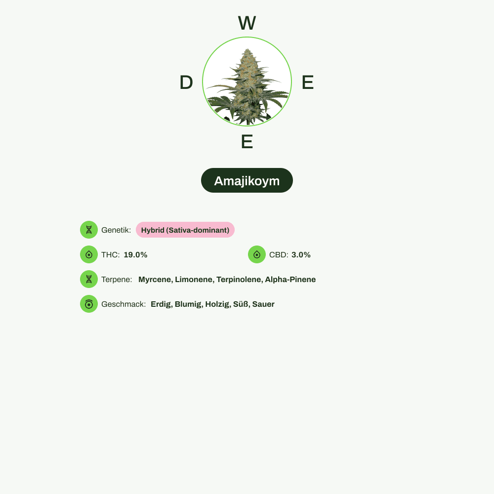 Infografik über THC-Gehalt, CBD-Gehalt, Terpene, Wirkungen, Geschmack von Amajikoym