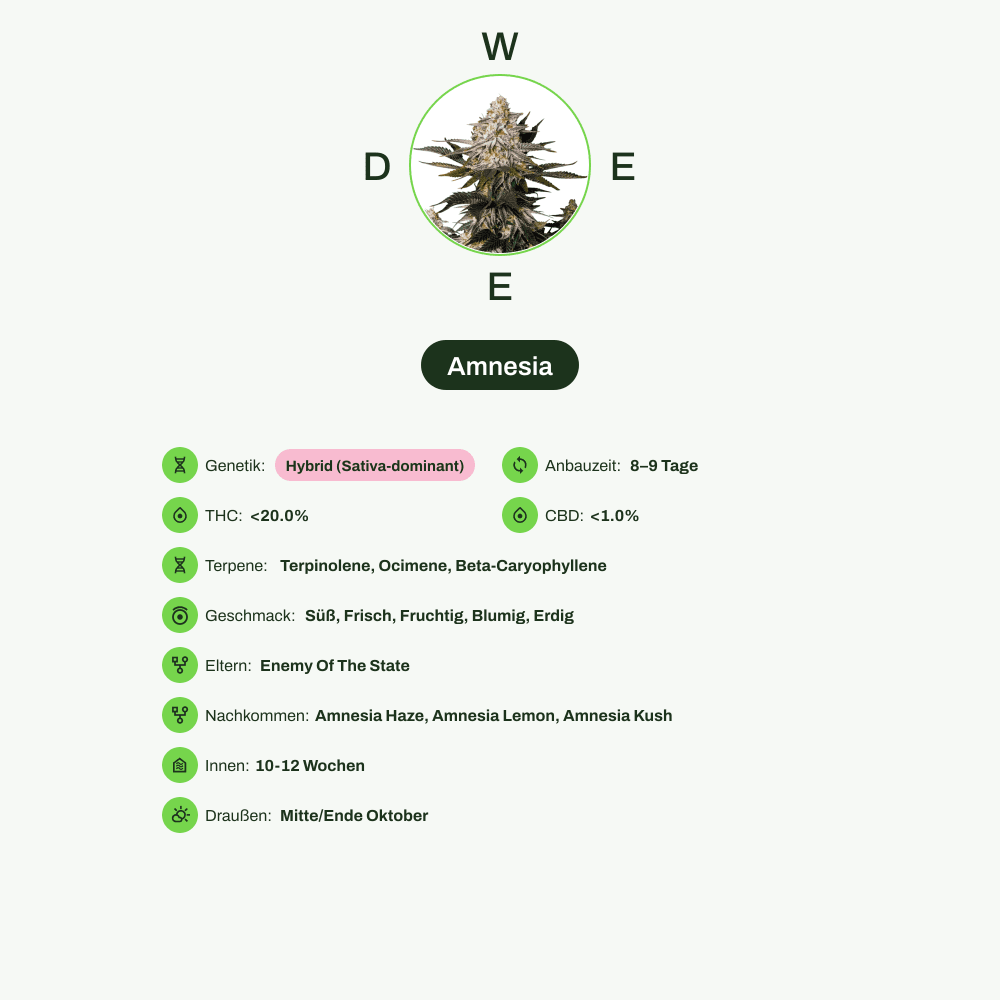 Infografik über THC-Gehalt, CBD-Gehalt, Terpene, Wirkungen, Geschmack von Amnesia