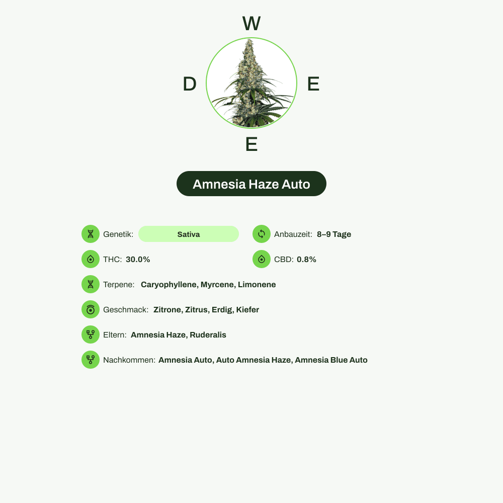 Infografik über THC-Gehalt, CBD-Gehalt, Terpene, Wirkungen, Geschmack von Amnesia Haze Auto