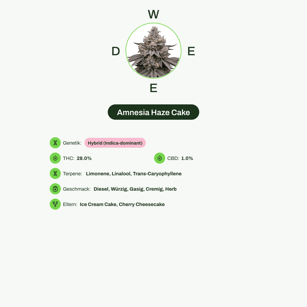 Infografik über THC-Gehalt, CBD-Gehalt, Terpene, Wirkungen, Geschmack von Amnesia Haze Cake