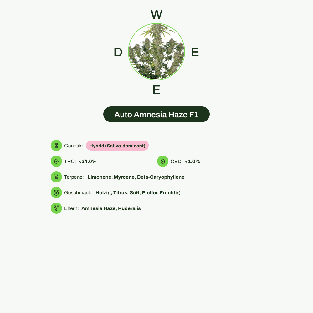 Infografik über THC-Gehalt, CBD-Gehalt, Terpene, Wirkungen, Geschmack von Auto Amnesia Haze F1