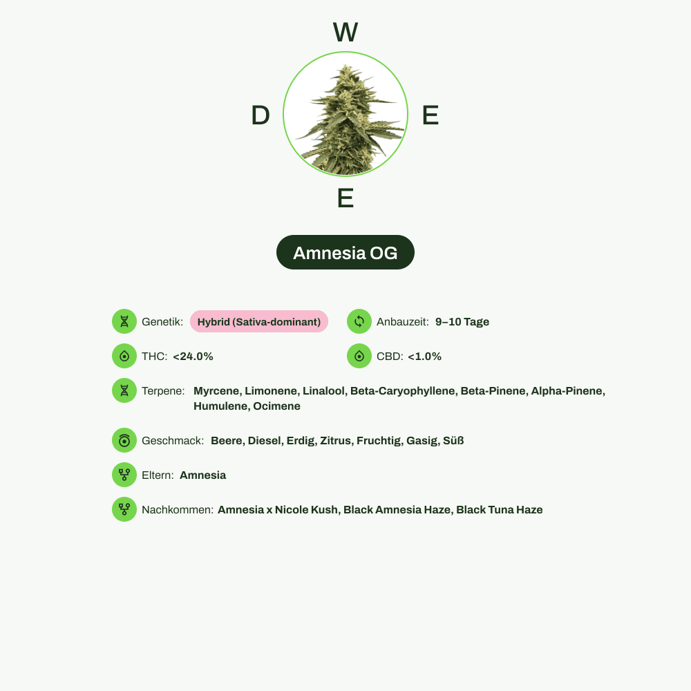 Infografik über THC-Gehalt, CBD-Gehalt, Terpene, Wirkungen, Geschmack von Amnesia OG