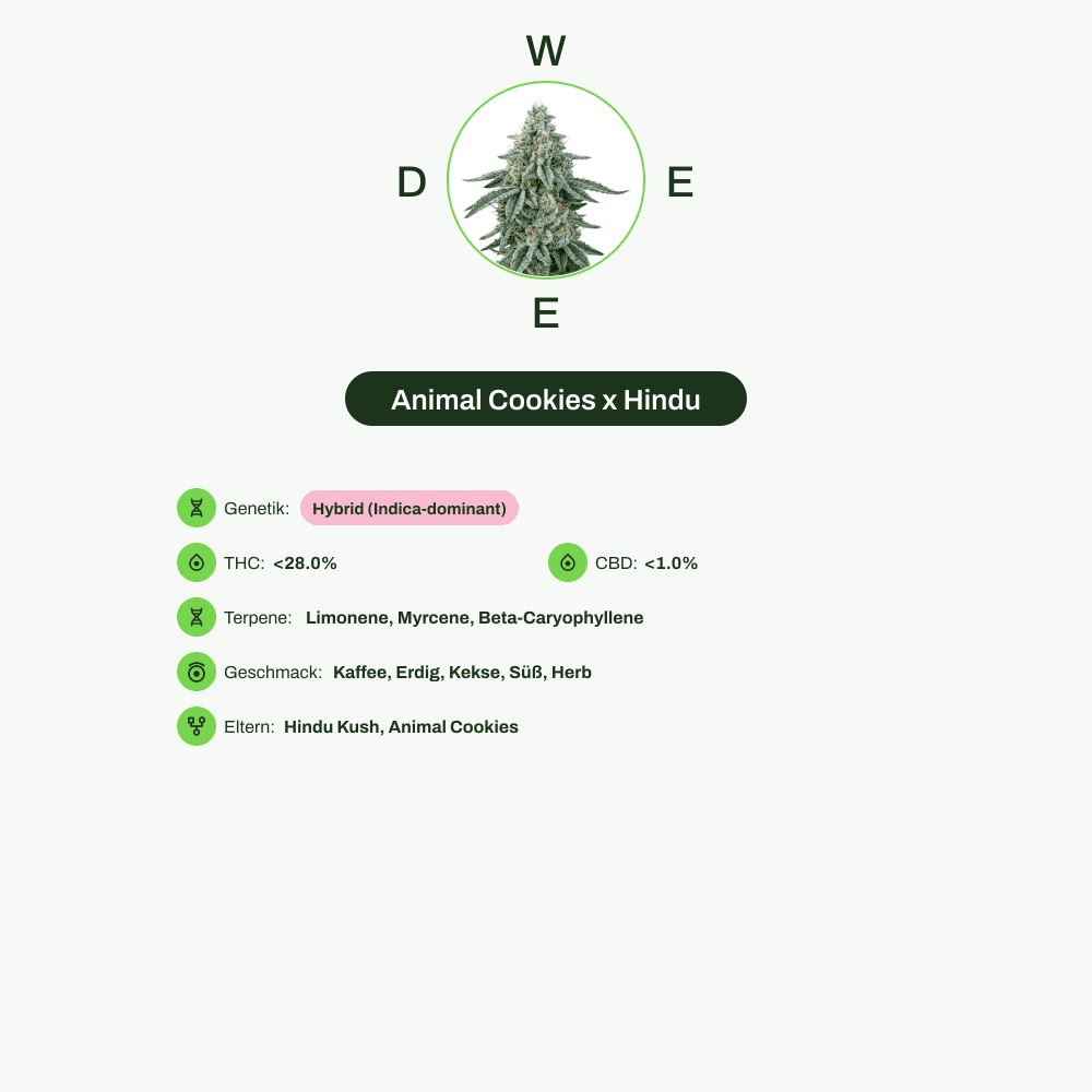 Infografik über THC-Gehalt, CBD-Gehalt, Terpene, Wirkungen, Geschmack von Animal Cookies x Hindu