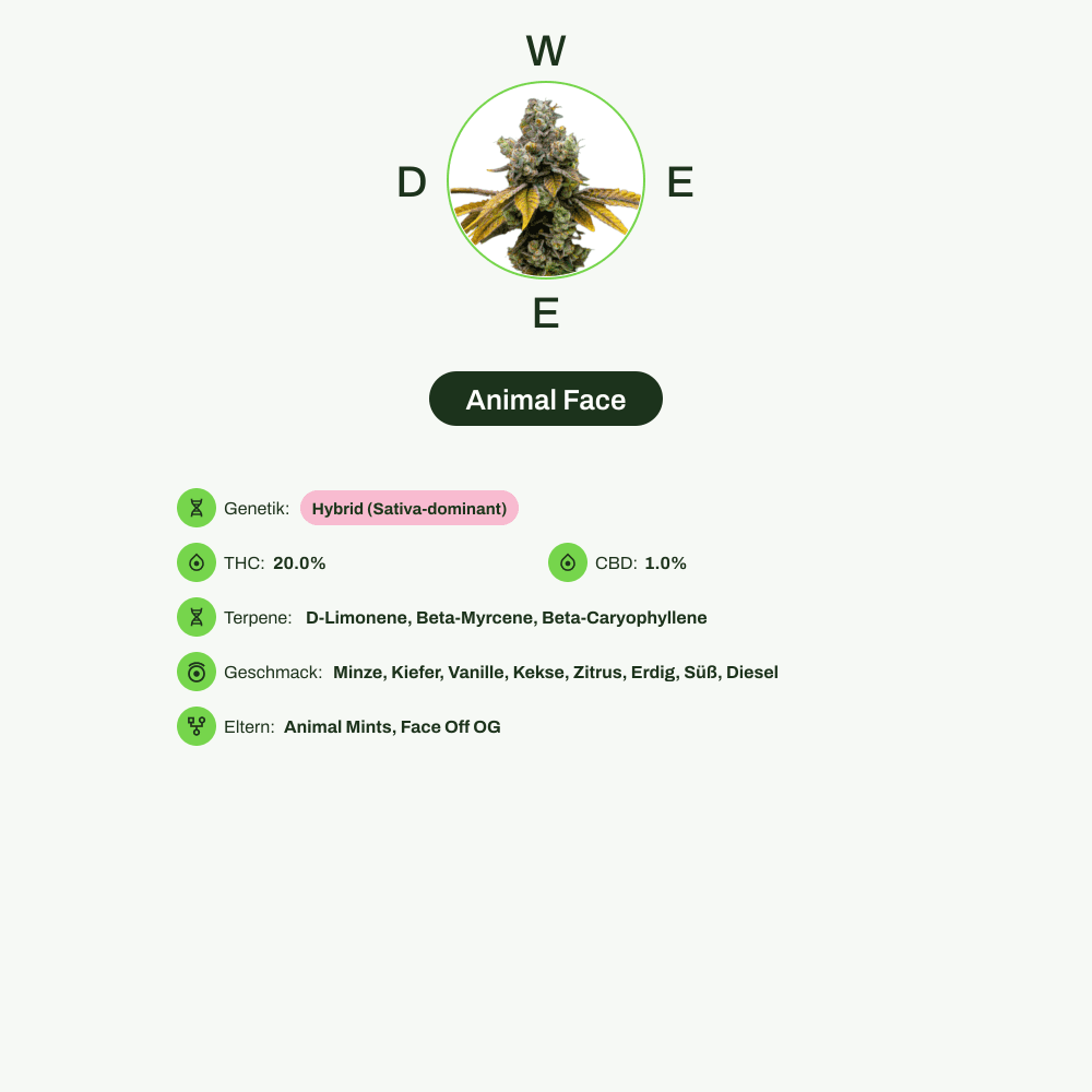 Infografik über THC-Gehalt, CBD-Gehalt, Terpene, Wirkungen, Geschmack von Animal Face