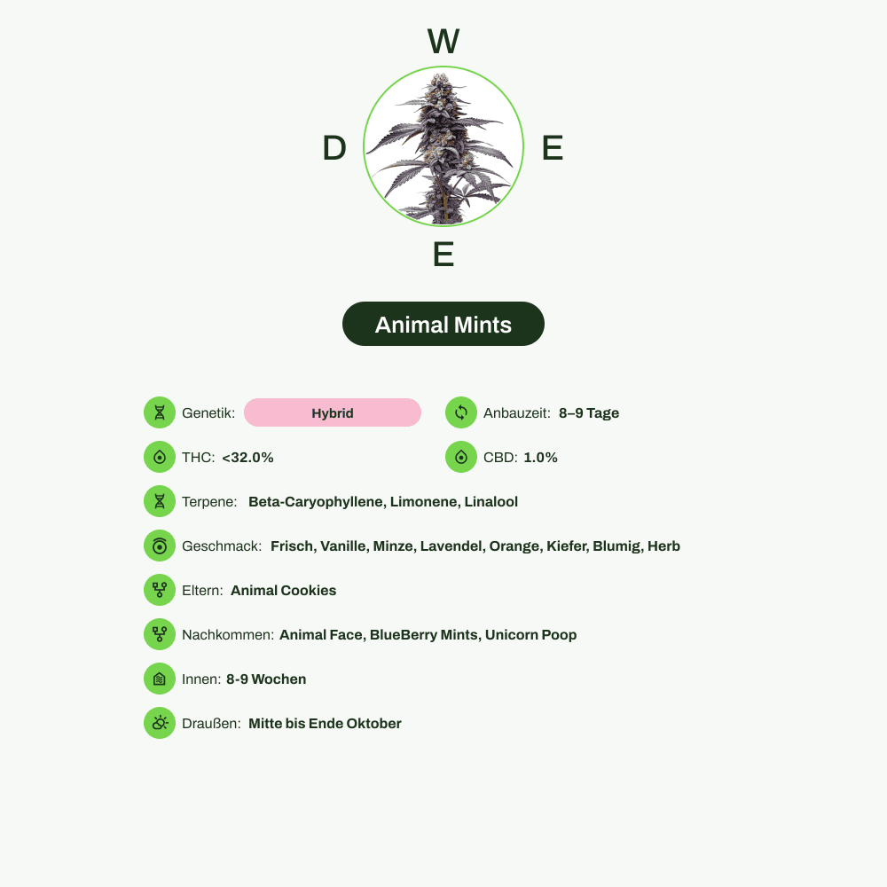 Infografik über THC-Gehalt, CBD-Gehalt, Terpene, Wirkungen, Geschmack von Animal Mints