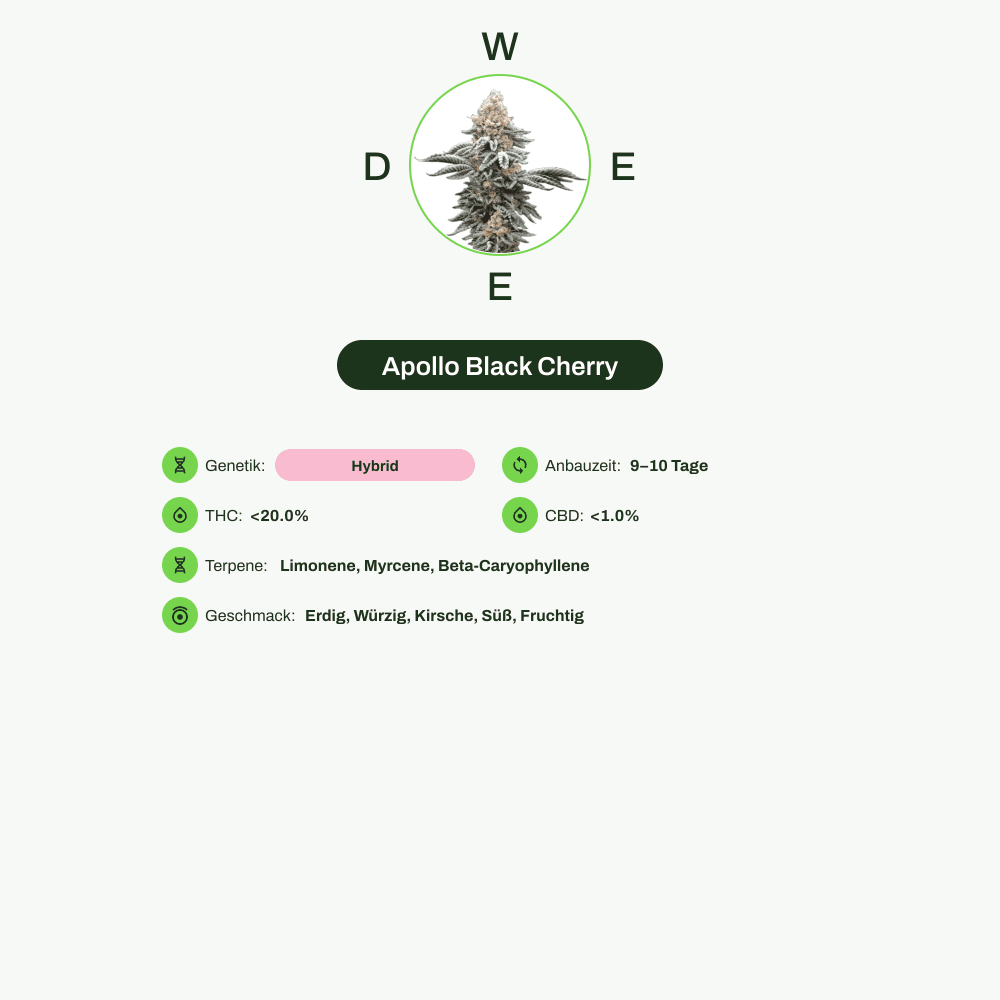 Infografik über THC-Gehalt, CBD-Gehalt, Terpene, Wirkungen, Geschmack von Apollo Black Cherry