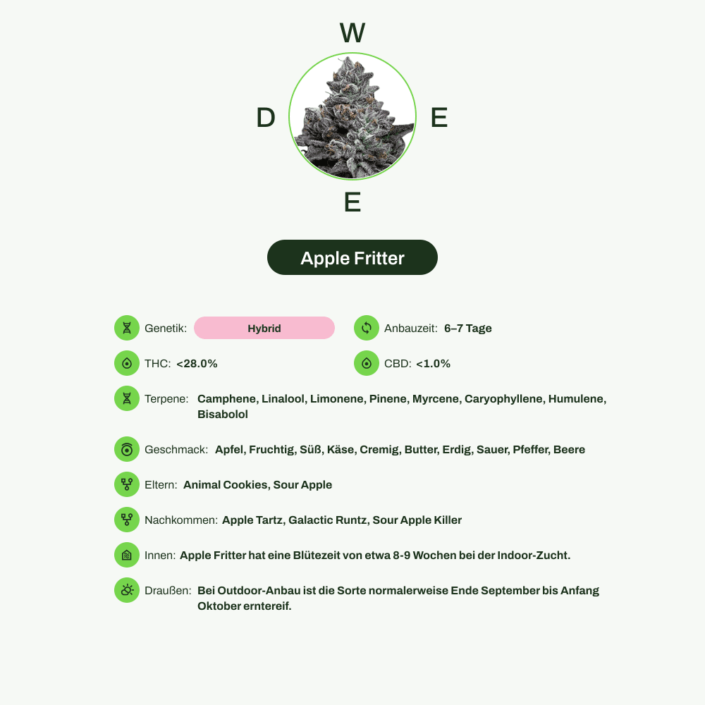 Infografik über THC-Gehalt, CBD-Gehalt, Terpene, Wirkungen, Geschmack von Apple Fritter