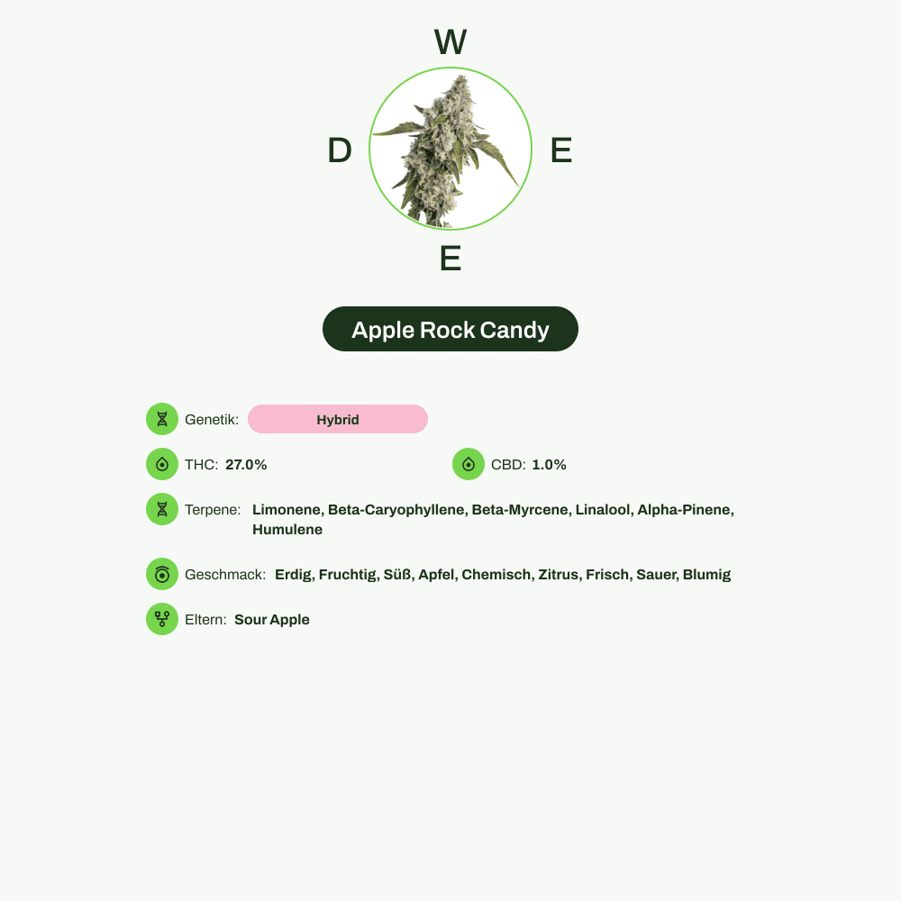 Infografik über THC-Gehalt, CBD-Gehalt, Terpene, Wirkungen, Geschmack von Apple Rock Candy