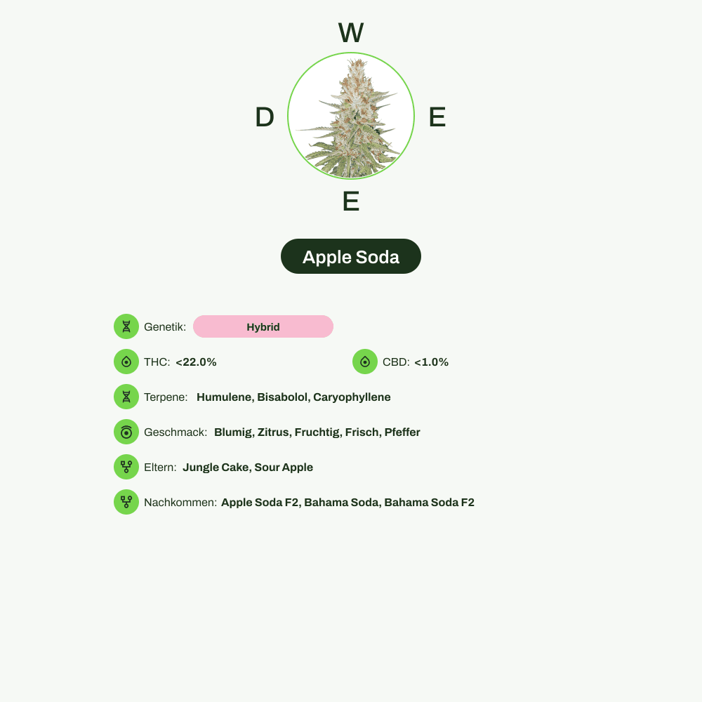 Infografik über THC-Gehalt, CBD-Gehalt, Terpene, Wirkungen, Geschmack von Apple Soda