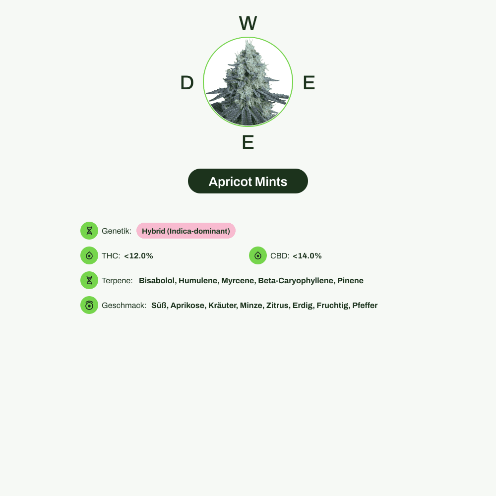 Infografik über THC-Gehalt, CBD-Gehalt, Terpene, Wirkungen, Geschmack von Apricot Mints