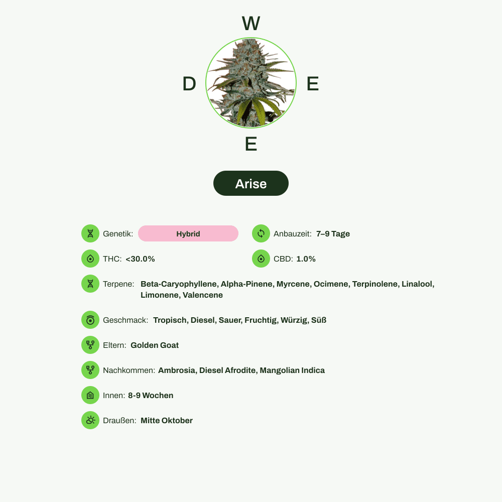 Infografik über THC-Gehalt, CBD-Gehalt, Terpene, Wirkungen, Geschmack von Arise