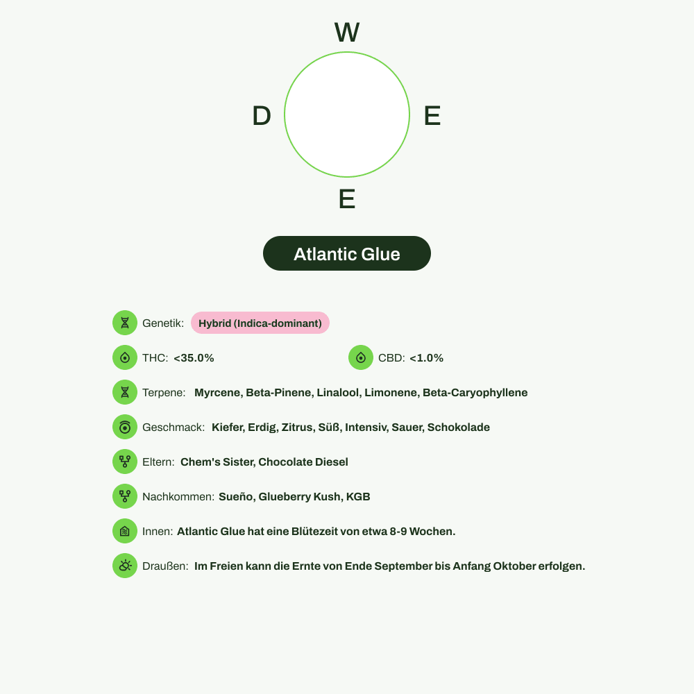 Infografik über THC-Gehalt, CBD-Gehalt, Terpene, Wirkungen, Geschmack von Atlantic Glue
