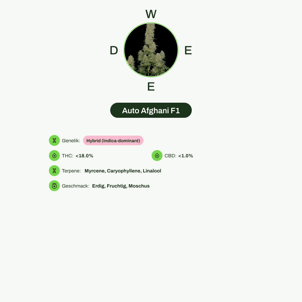 Infografik über THC-Gehalt, CBD-Gehalt, Terpene, Geschmack von Auto Afghani F1
