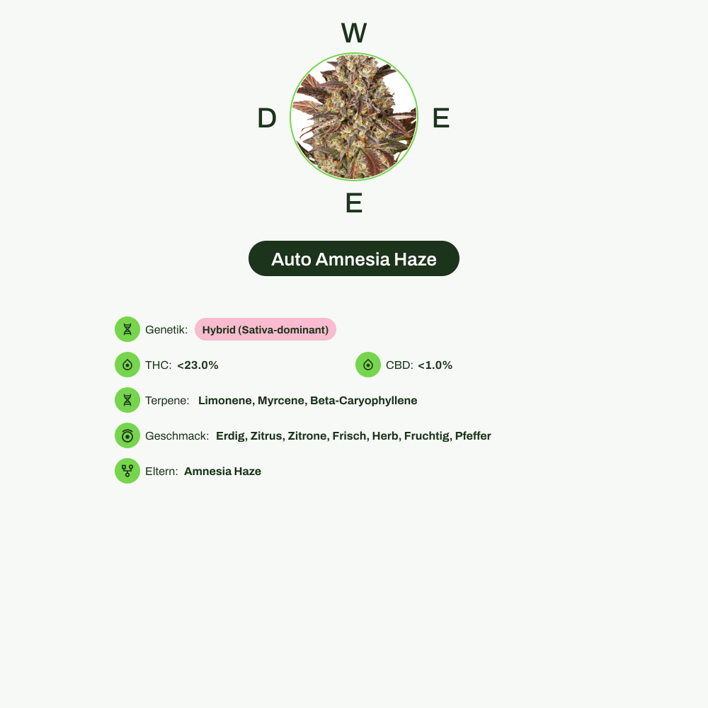 Infografik über THC-Gehalt, CBD-Gehalt, Terpene, Wirkungen, Geschmack von Auto Amnesia Haze