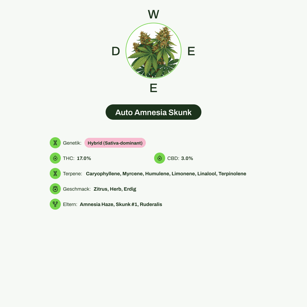 Infografik über THC-Gehalt, CBD-Gehalt, Terpene, Wirkungen, Geschmack von Auto Amnesia Skunk