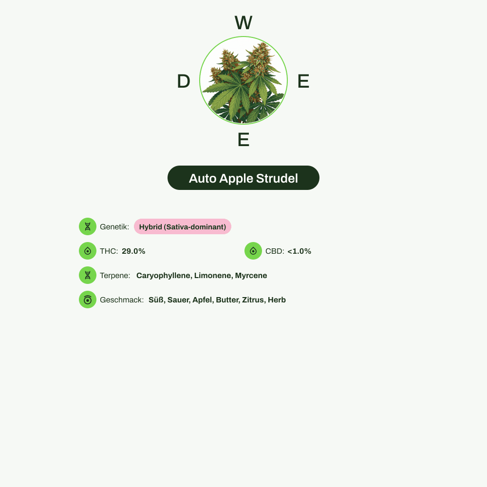 Infografik über THC-Gehalt, CBD-Gehalt, Terpene, Wirkungen, Geschmack von Auto Apple Strudel