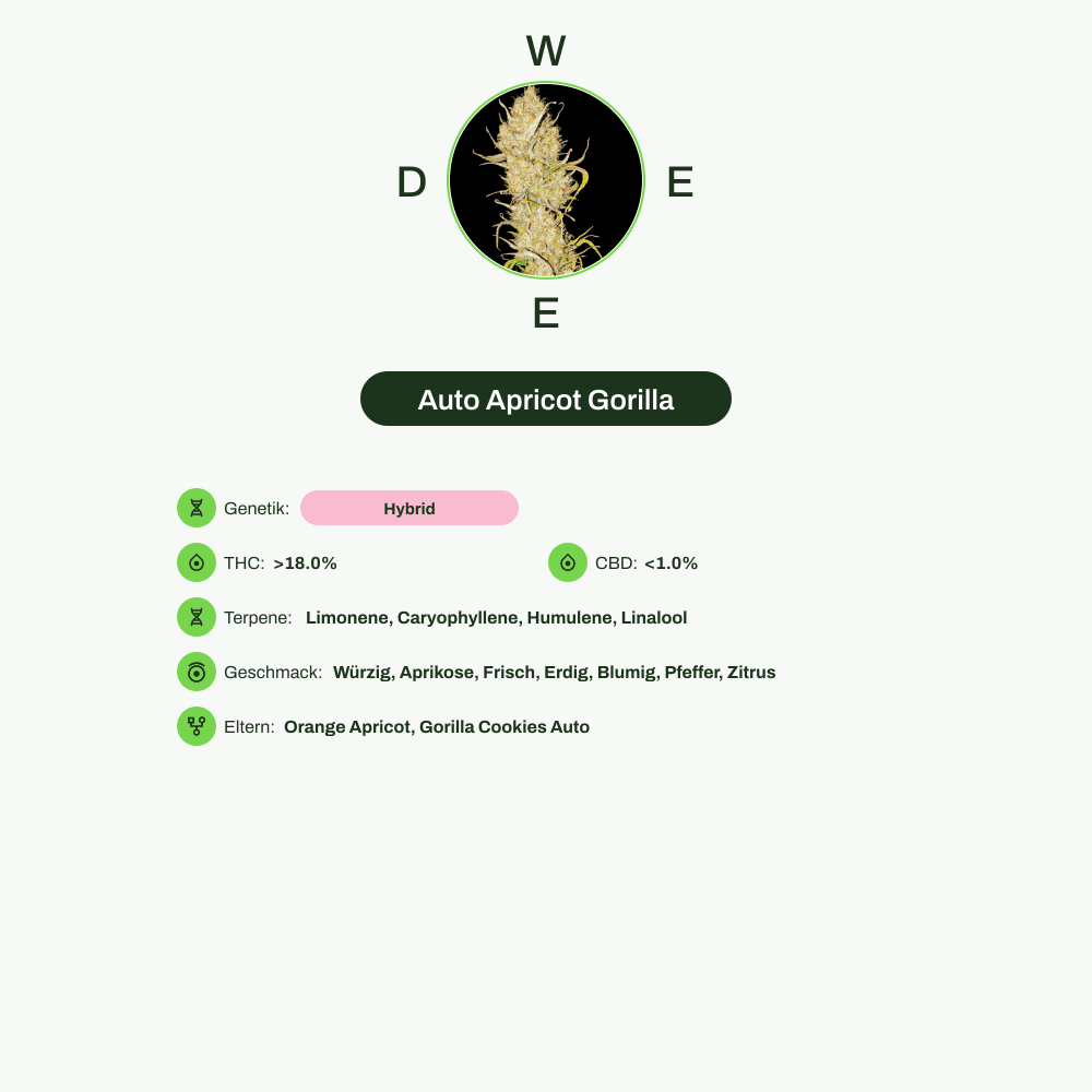 Infografik über THC-Gehalt, CBD-Gehalt, Terpene, Wirkungen, Geschmack von Auto Apricot Gorilla