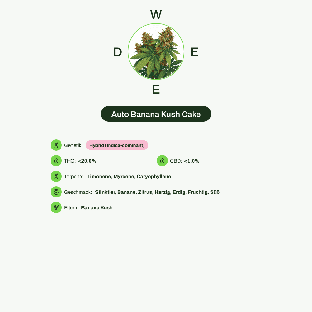 Infografik über THC-Gehalt, CBD-Gehalt, Terpene, Wirkungen, Geschmack von Auto Banana Kush Cake