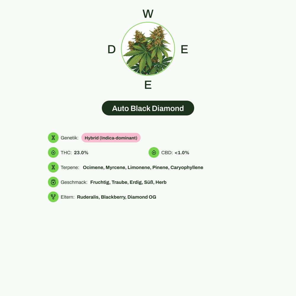 Infografik über THC-Gehalt, CBD-Gehalt, Terpene, Wirkungen, Geschmack von Auto Black Diamond