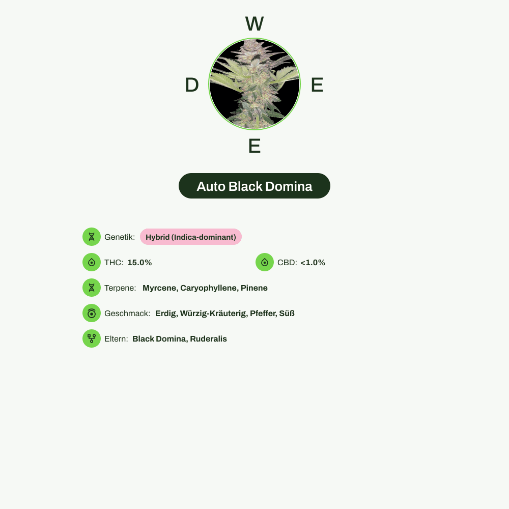 Infografik über THC-Gehalt, CBD-Gehalt, Terpene, Wirkungen, Geschmack von Auto Black Domina