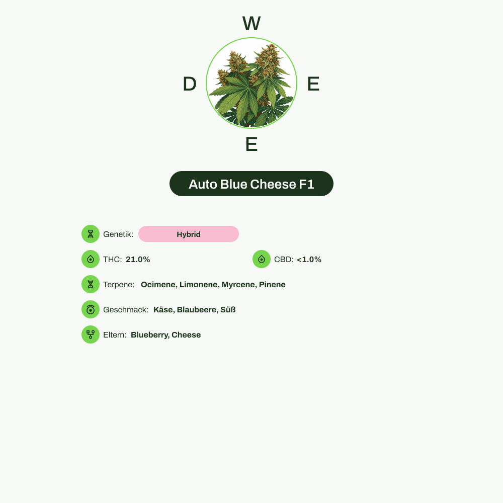 Infografik über THC-Gehalt, CBD-Gehalt, Terpene, Wirkungen, Geschmack von Auto Blue Cheese F1