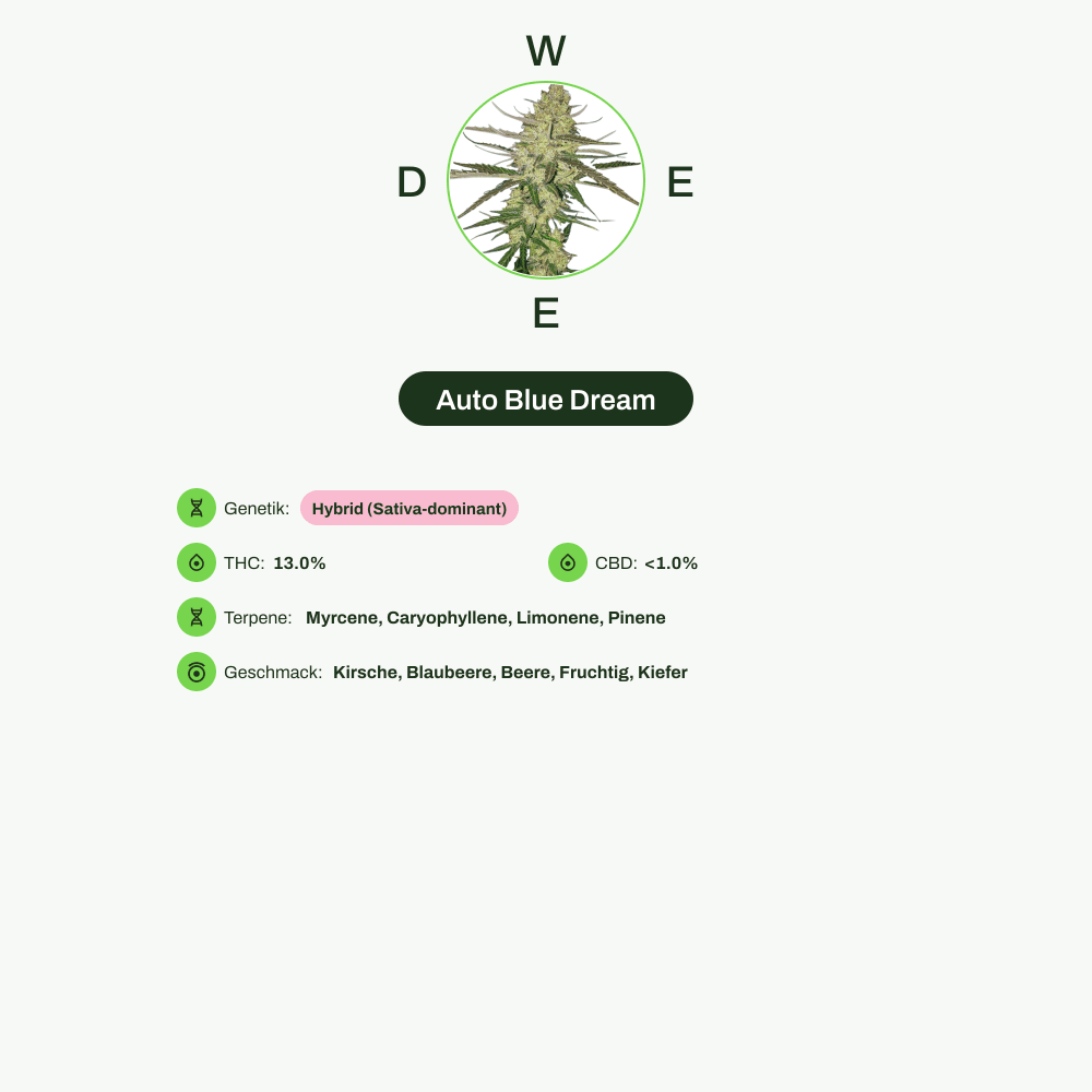 Infografik über THC-Gehalt, CBD-Gehalt, Terpene, Wirkungen, Geschmack von Auto Blue Dream