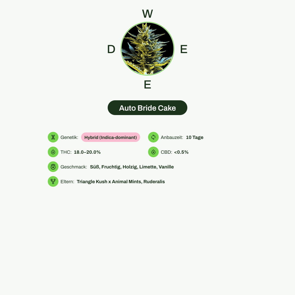 Infografik über THC-Gehalt, CBD-Gehalt, Wirkungen, Geschmack von Auto Bride Cake