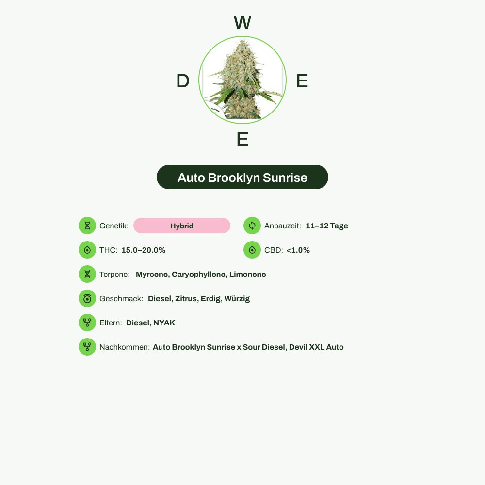 Infografik über THC-Gehalt, CBD-Gehalt, Terpene, Wirkungen, Geschmack von Auto Brooklyn Sunrise