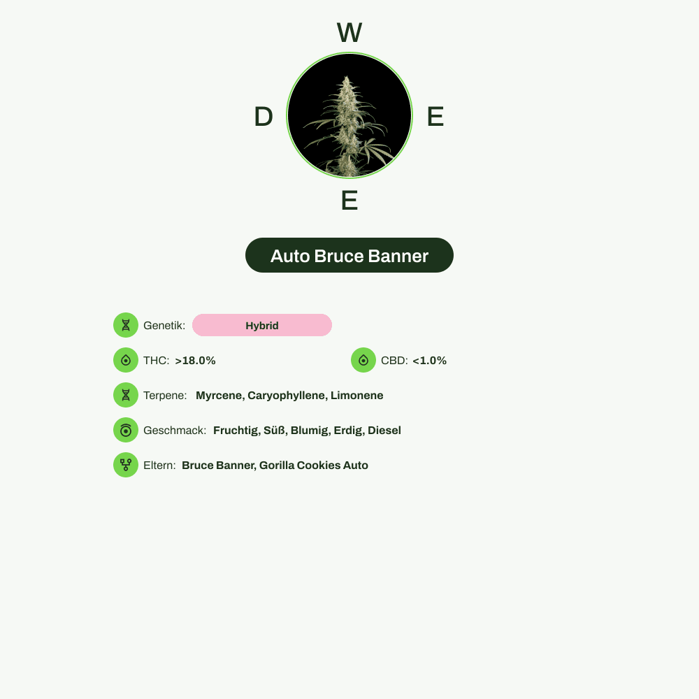 Infografik über THC-Gehalt, CBD-Gehalt, Terpene, Wirkungen, Geschmack von Auto Bruce Banner