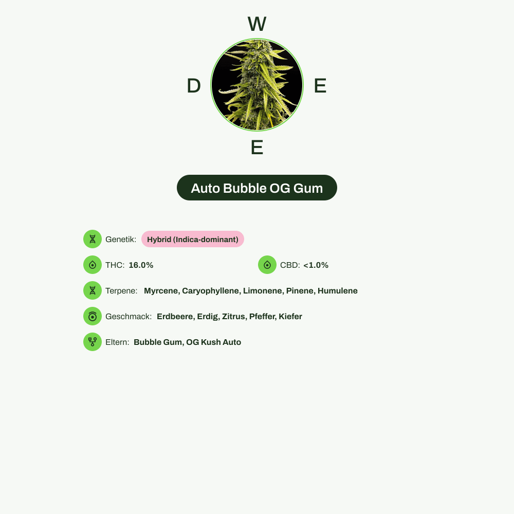 Infografik über THC-Gehalt, CBD-Gehalt, Terpene, Wirkungen, Geschmack von Auto Bubble OG Gum