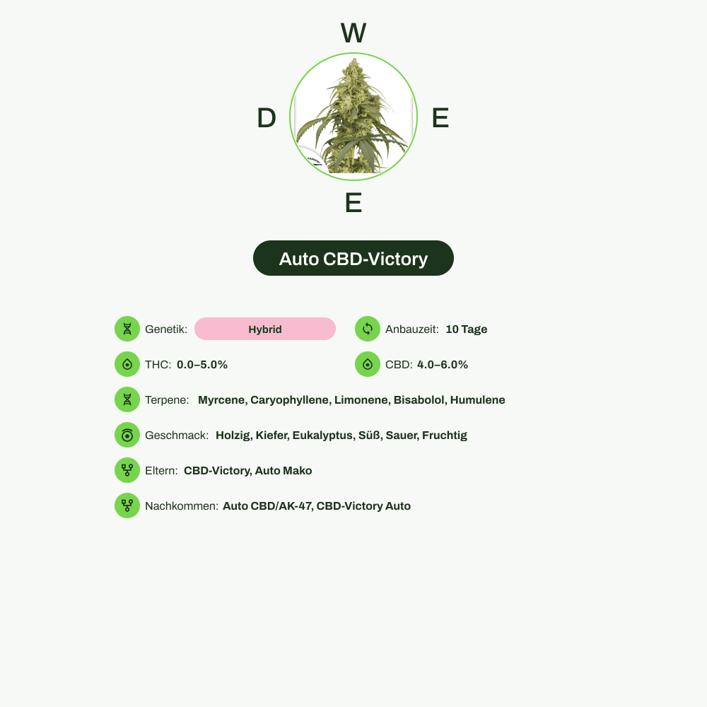 Infografik über THC-Gehalt, CBD-Gehalt, Terpene, Geschmack von Auto CBD-Victory