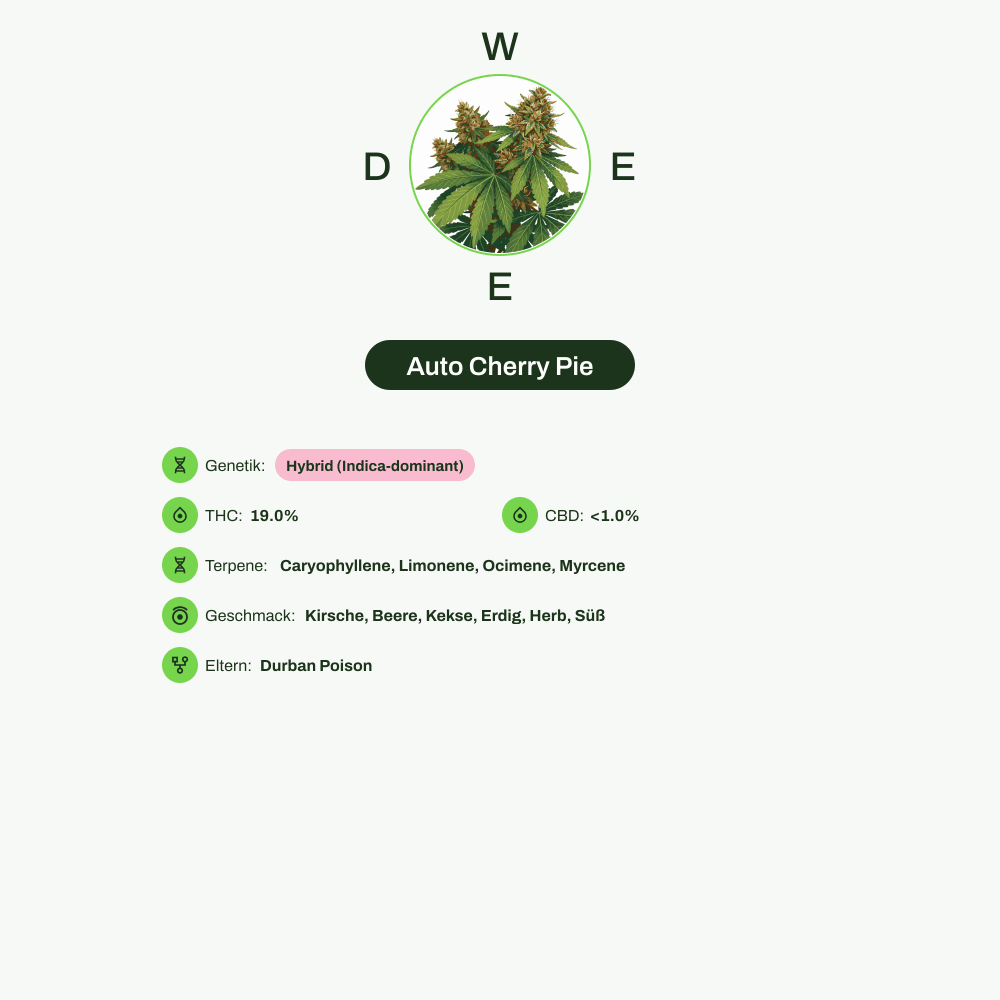 Infografik über THC-Gehalt, CBD-Gehalt, Terpene, Wirkungen, Geschmack von Auto Cherry Pie