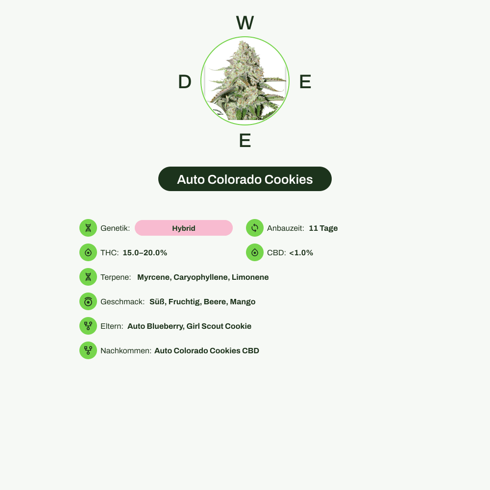 Infografik über THC-Gehalt, CBD-Gehalt, Terpene, Wirkungen, Geschmack von Auto Colorado Cookies